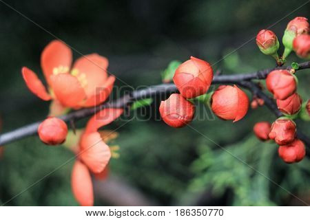 Small buds of orange Japanese quince on a green background