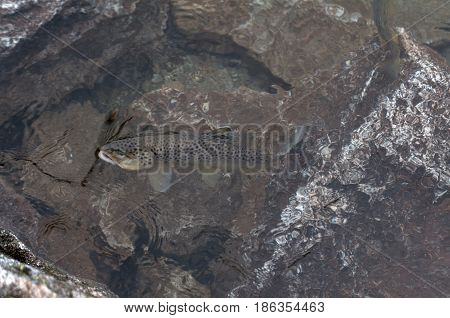speckled trout in the pure mountain lake in high Tatras Morsko oko Poland.