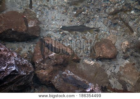 speckled trout in the pure mountain lake in high Tatras Morsko oko Poland.