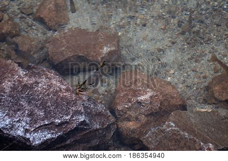 speckled trout in the pure mountain lake in high Tatras Morsko oko Poland.