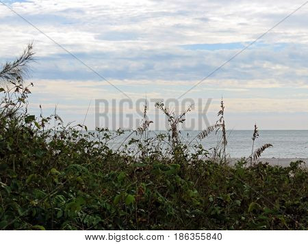 sea oats and ocean landscape Sanibel Island Florida