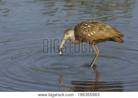 Limpkin