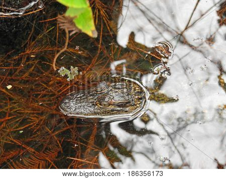 Juvenile Alligator at Corkscrew Swamp Sanctuary Audubon Naples Florida