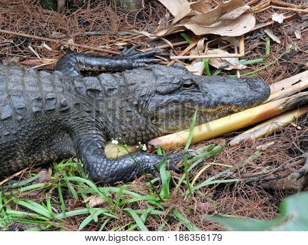 Alligator at Corkscrew Swamp Sanctuary Audubon Naples Florida
