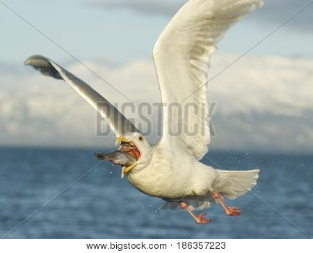 Glaucous Gull, Larus Hyperboreus