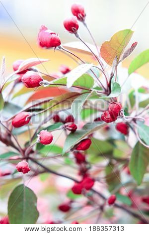 Small pink sakura flowers on a white-and-yellow background