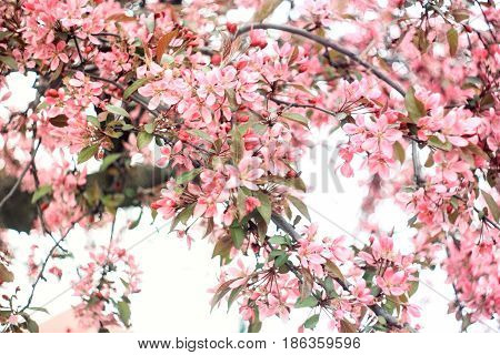 Lush inflorescence of pink sakura on a white background