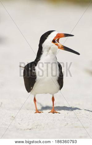 Black Skimmer, Rynchops Niger