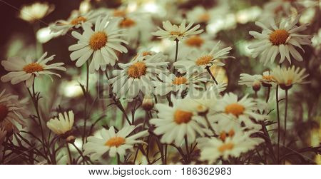a field with daisies, flowers in the shade, processed, preset, lots of white flowers with a yellow core, calm brown tones prevail, photo for background
