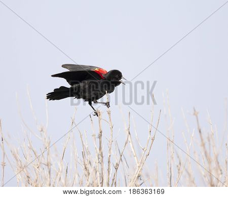Red-winged Blackbird Perched On Twigs Calling With Beak Open And Wings Stretched