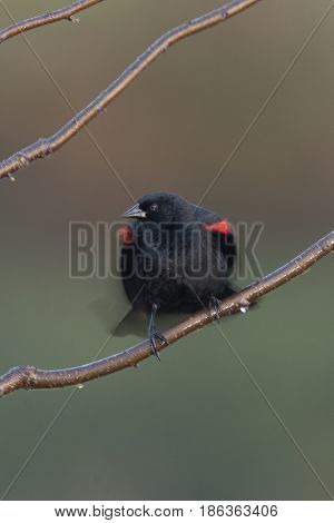 Red-winged Blackbird Perched On Twigs  With Wings Stretched And Tail Blurred