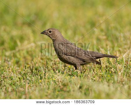 Brown-headed Cowbird, Molothrus Ater