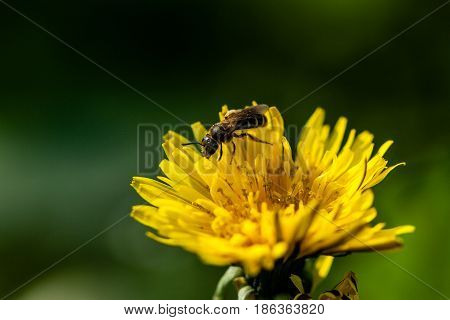 Macro of yellow dandelions on which sits close-up of a wasp