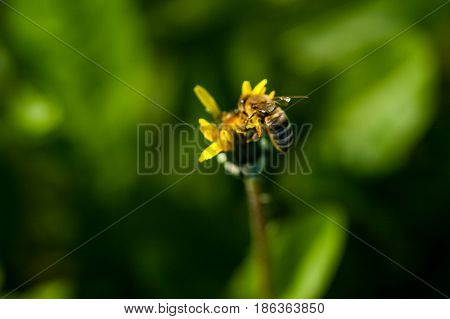 Macro Of Yellow Dandelions On Which Sits A Wasp
