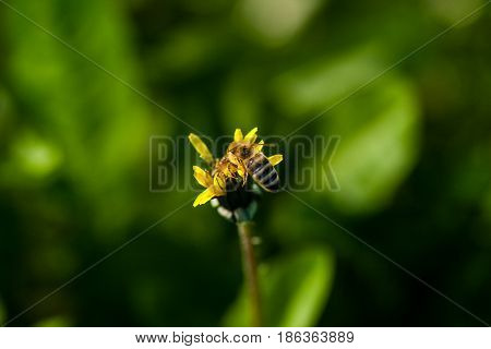 Macro Of Yellow Dandelions On Which Sits A Wasp