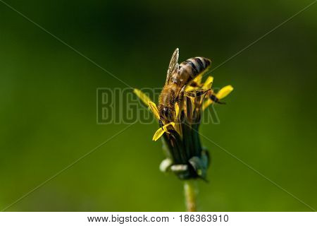 Macro Of Yellow Dandelions On Which Sits A Wasp