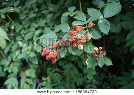 Blackberries ripen on thornless blackberry plants in a garden in Joliet, Illinois during July.
