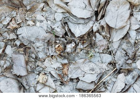 Close up dry grey autumn leaves for abstract fall background