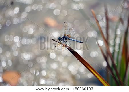A male blue dasher dragonfly (Pachydiplax longipennis) alights upon  a blade of grass over a small lake in Joliet, Illinois during August.