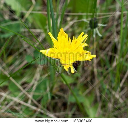 Yellow flower dandelion in spring bloom outdoors in nature.Macro shot of dandelion flower.