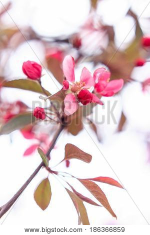 Exquisite sakura flower on a white background