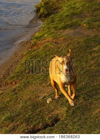 Dog Running Photo On Sunny Lake Bank