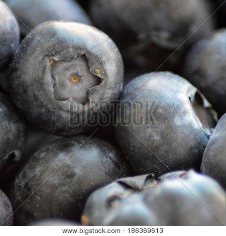 Several blueberries in close-up macro from beneath