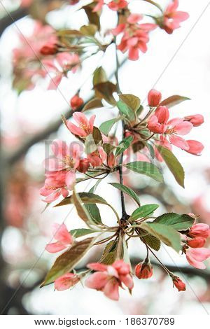 Pink twig of sakura with green petals on white background