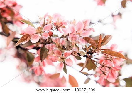 Small flowers of a pink sakura on a white background