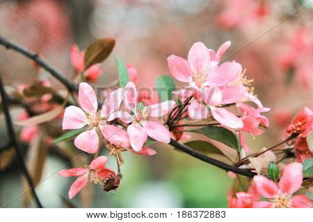 Pink sakura flowers on a pink background close-up
