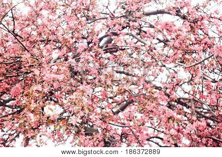 Lush inflorescence of pink sakura flowers on a white background