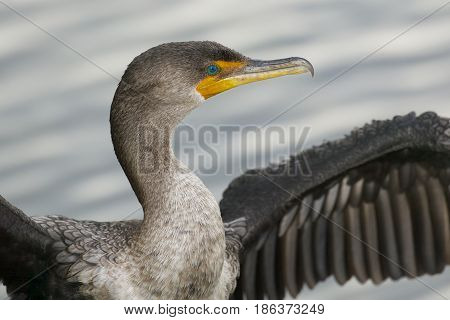 Double-crested Cormorant against wavy blue water, wings out