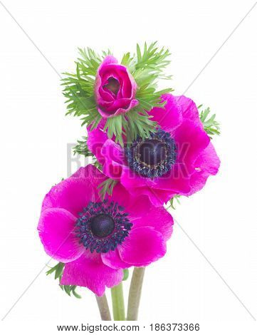 Fresh pink Anemones flowers posy isolated on white background
