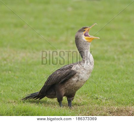 Double-crested Cormorant