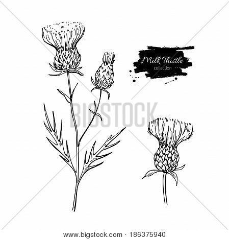 Milk thistle flower vector drawing set. Isolated  wild plant and leaves. Herbal engraved style illustration. Detailed botanical sketch