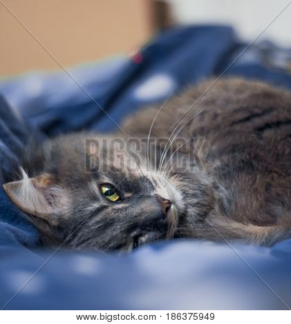 The cat is lying on the bed close up