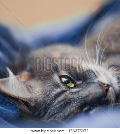 The cat is lying on the bed close up