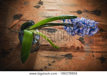 Still Life Jacinth
