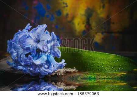 Still Life Jacinth
