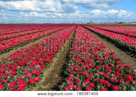 Seeming endless converging flower beds with double headed bright red flowering tulip blooms at the edge of a small village in the Netherlands. It is springtime now.