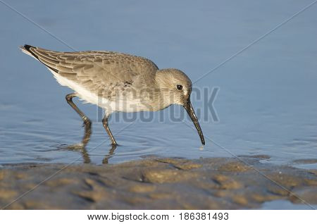 Dunlin, Calidris Alpina