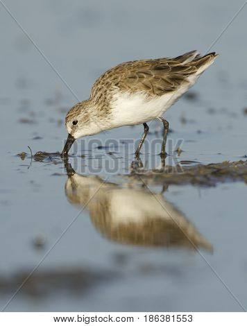 Dunlin, Calidris Alpina