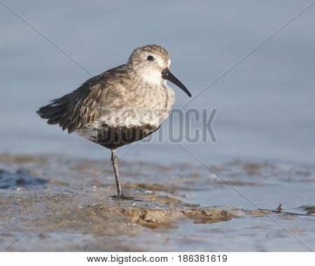 Dunlin, Calidris Alpina