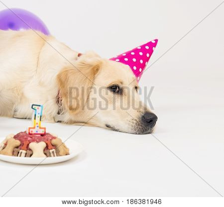 Golden retriever puppy dog with birthday hat and meat cake. Isolated on white background