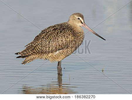 Marbled Godwitt
