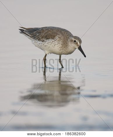 Red Knot, Calidris Canutus