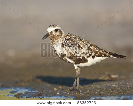 Black-bellied Plover, Pluvialis Squatorola