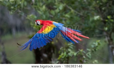 Scarlet Macaw in flight in Costa Rica