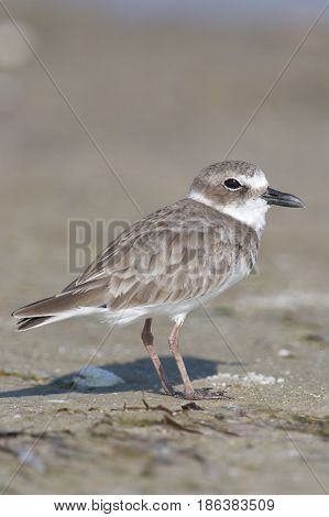 Wilson's Plover Charadrius wilsonia on dark gray or brown beach sand
