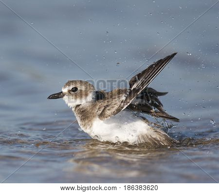 Wilson's Plover, Charadrius Wilsonia